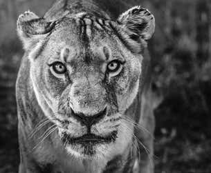David Yarrow - Nala, Animal Print, Black and White Photography For Sale(02)
