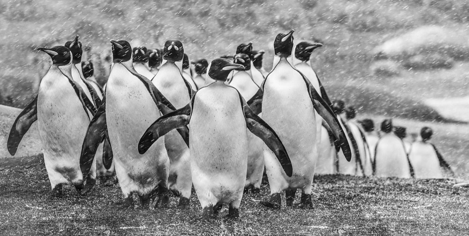 David Yarrow Black and White Photograph - Napoleon