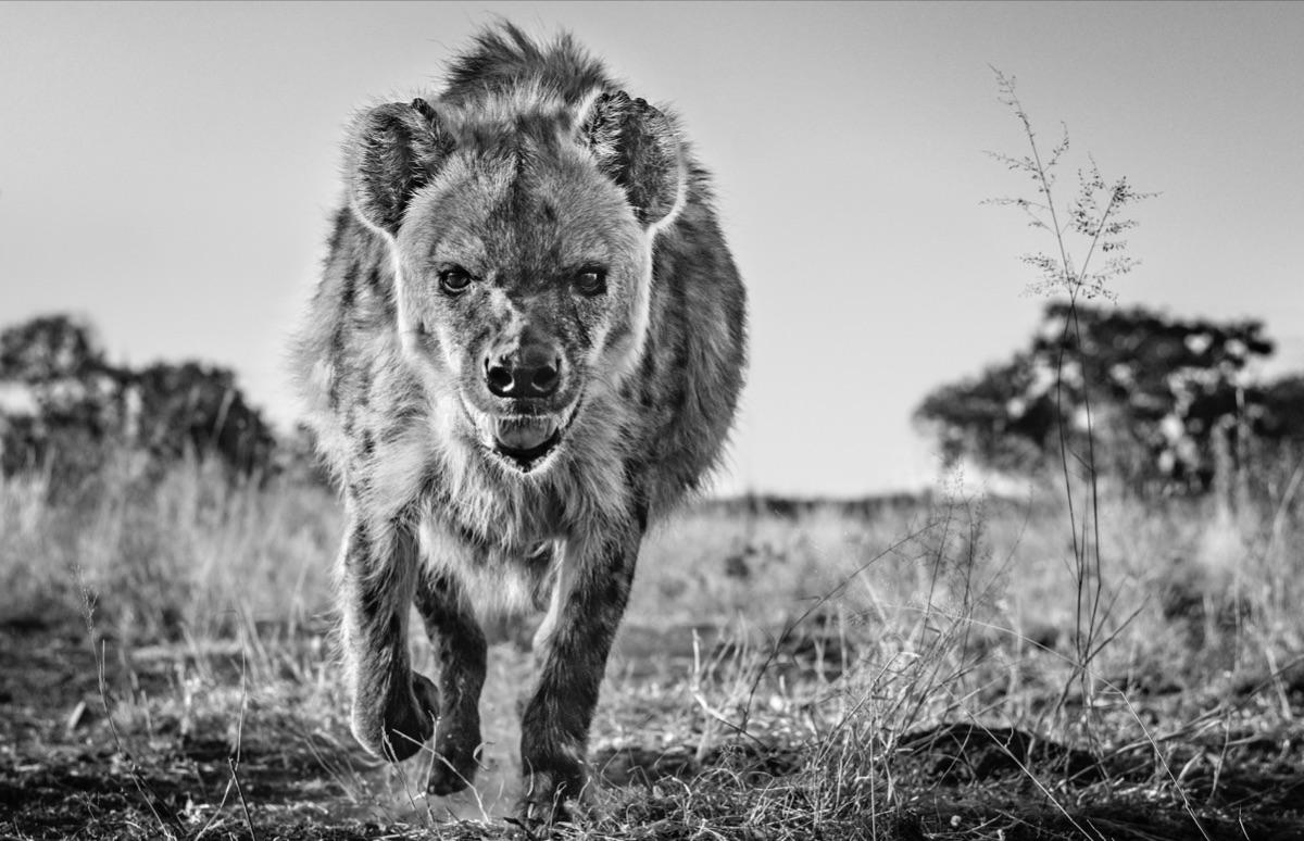 David Yarrow Landscape Photograph - No Laughing Matter