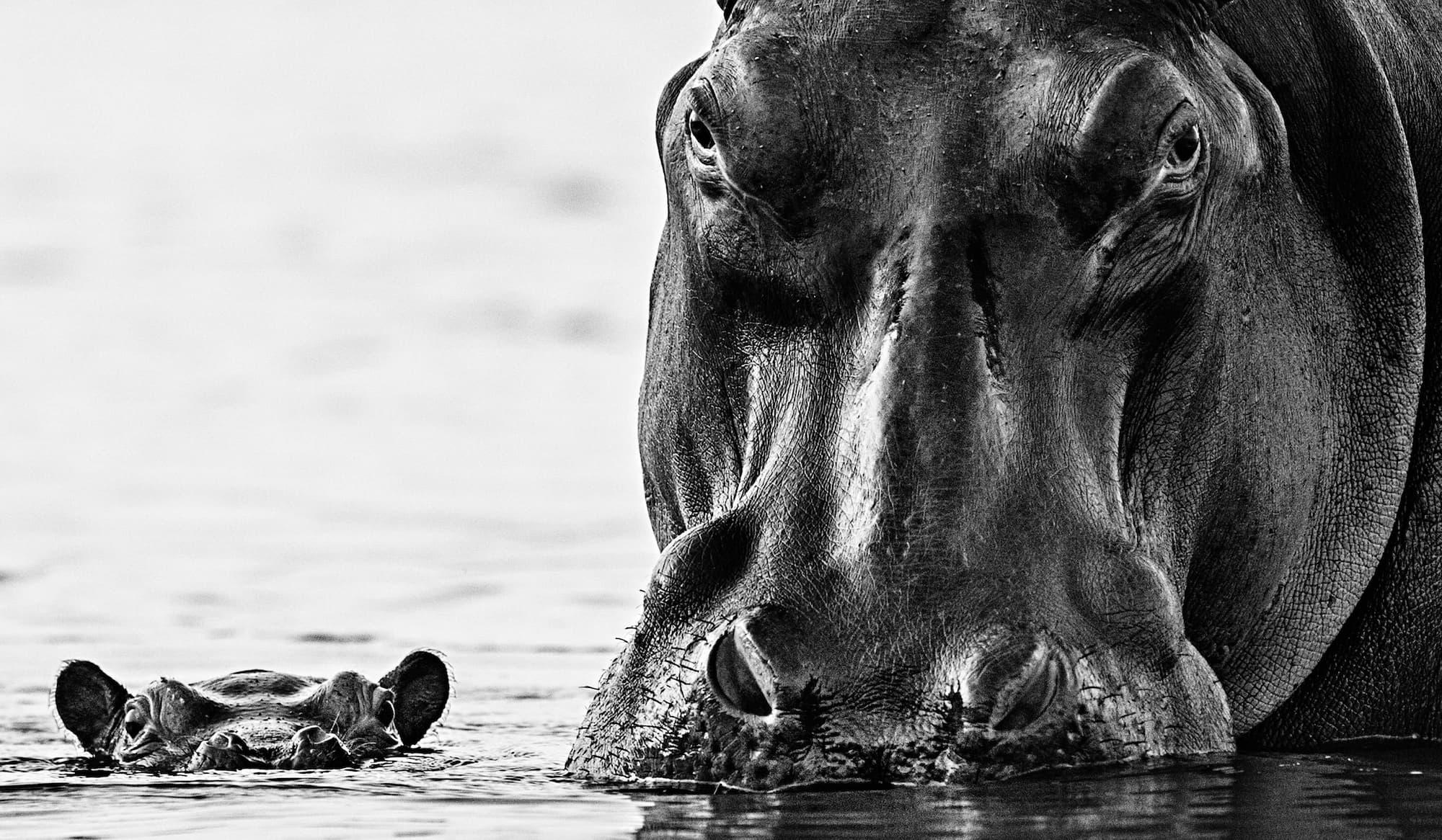 No Nearer by David Yarrow - Hippos - Zambia - Contemporary Wildlife Photography