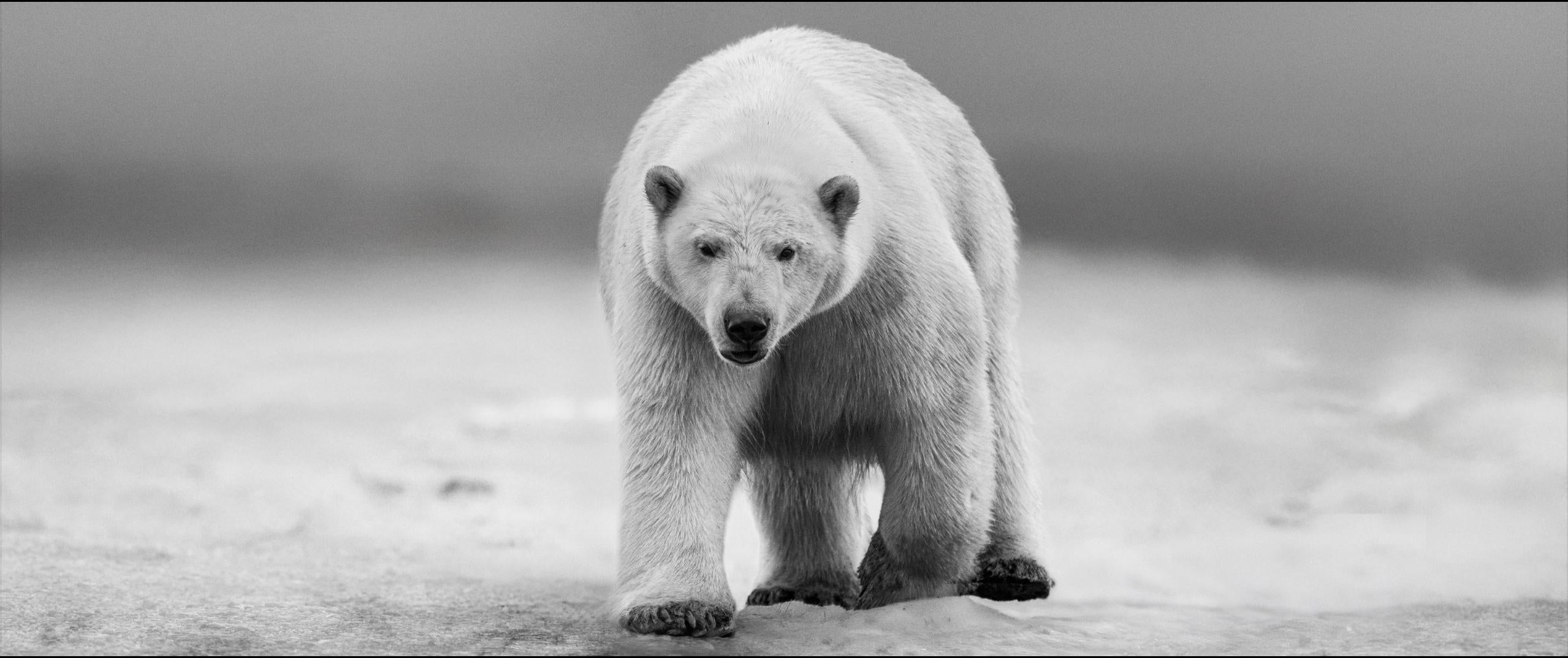 "No Time to Kill"
Alaskan North Slope - 2025

Archival Pigment Print 
Provenance: From the collection of the artist.

LARGE - Edition of 12, 3 APs + 1 EP
Image Size: 43" x 103"
Framed Image: 58" x 118"

STANDARD - Edition of 12, 3 APs + 1 EP
Image