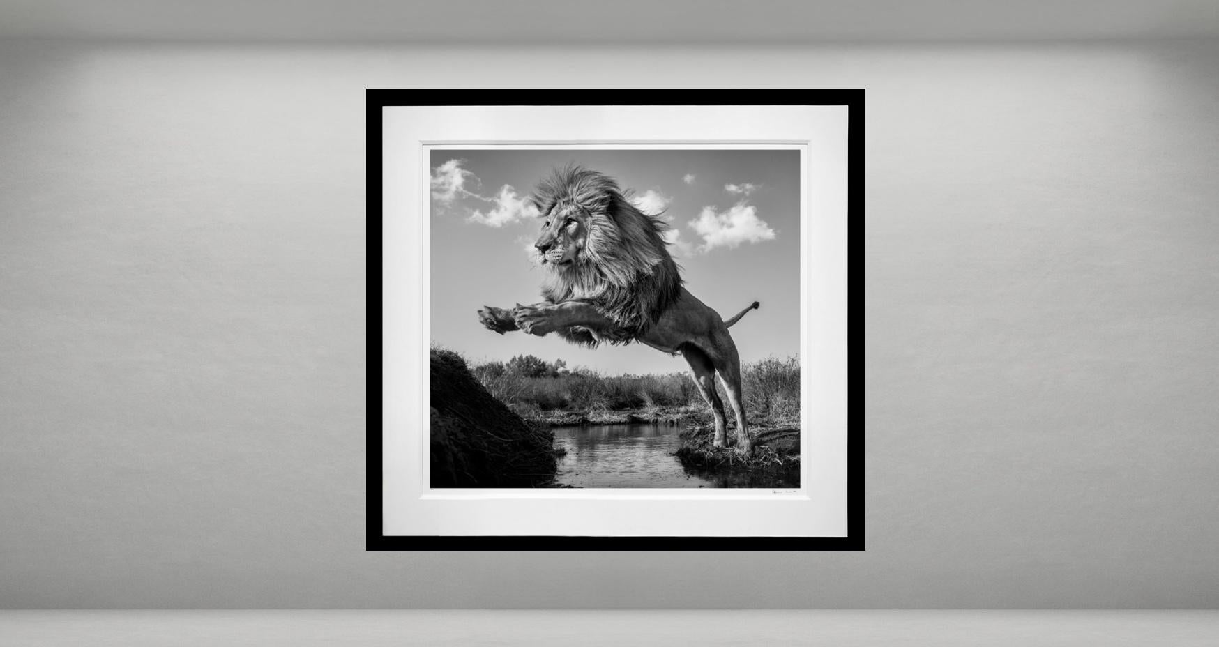 O Hauptmann! Mein Kapitän!, Südafrika von David Yarrow – Wildtierfotografie im Angebot 1