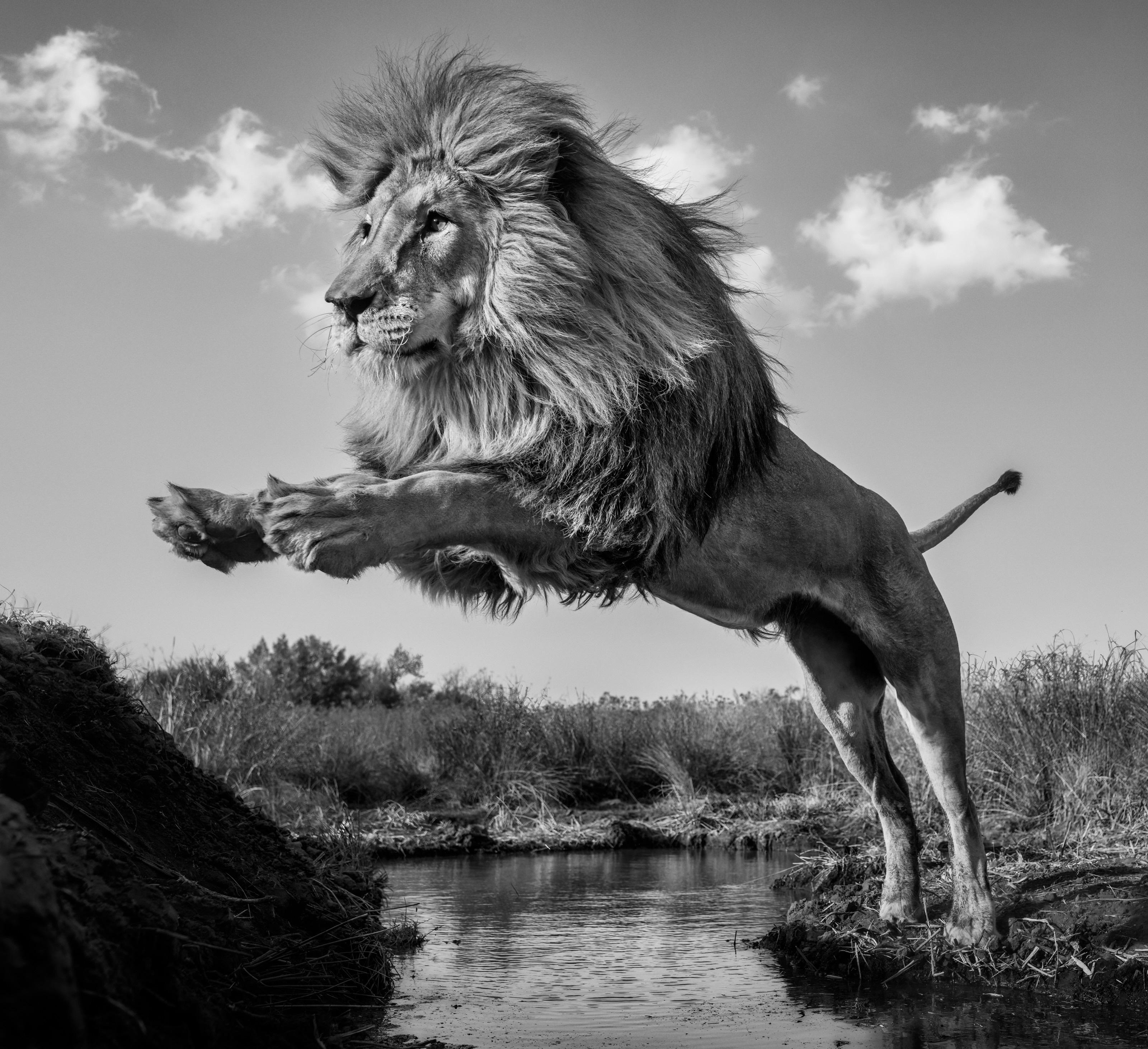 "O Hauptmann! Mein Kapitän!" 
Dinokeng, Südafrika - 2024

Archivalischer Pigmentdruck auf 315gsm Hahnemühle Photo Rag Baryta Papier 

Auflagenhöhe: 12

Verfügbare Größen:

Standard 
Bildgröße: 37" x 41"
Gerahmt Größe: 52" x 56"

Groß 
Bild Größe: