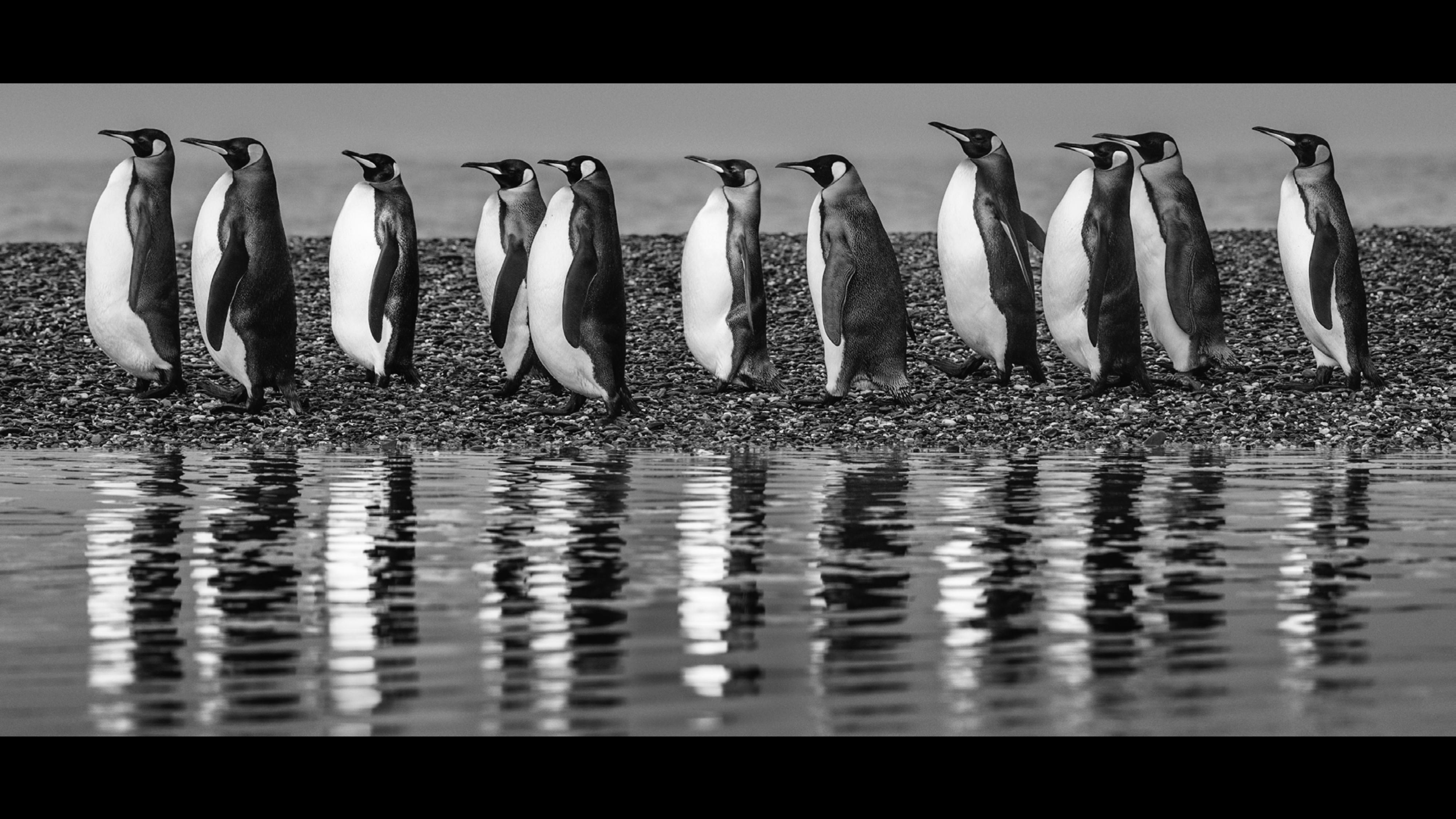 David Yarrow Black and White Photograph - Ocean's Eleven