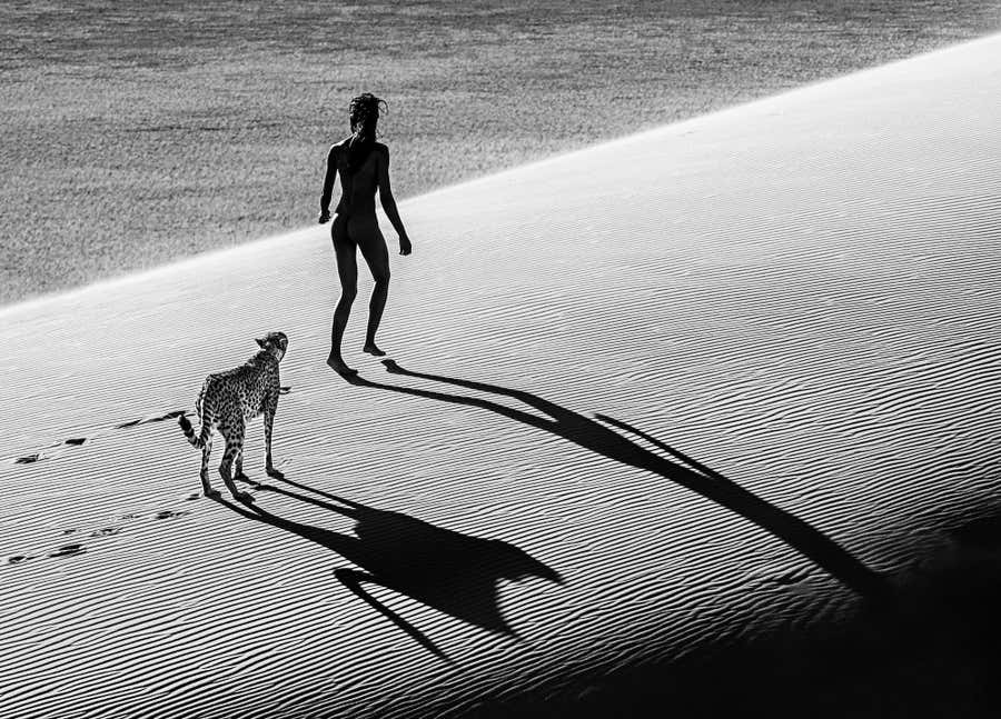 On the Catwalk by David Yarrow - Namib Desert, Namibia - Leopard