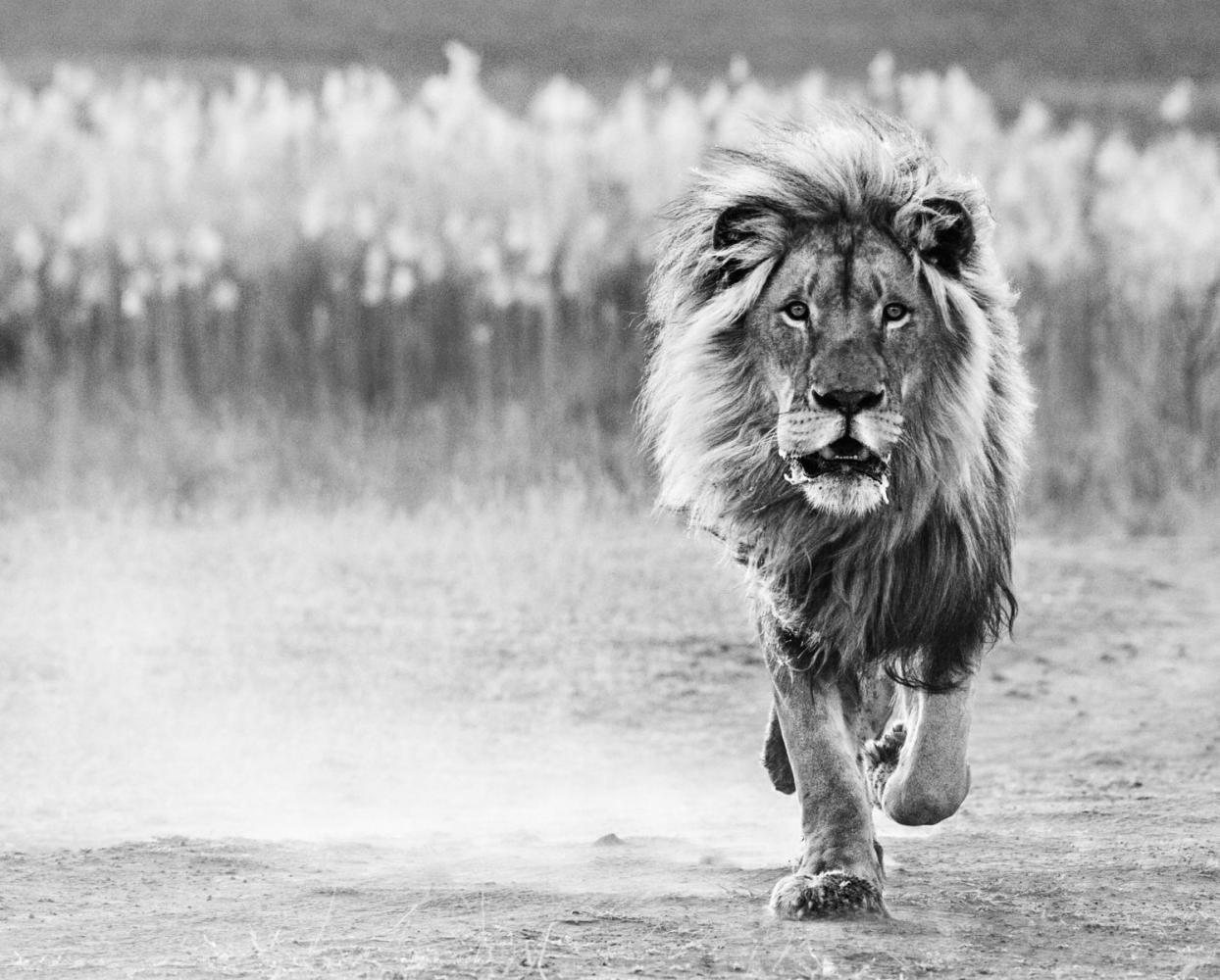 David Yarrow Black and White Photograph - One Foot on the Ground
