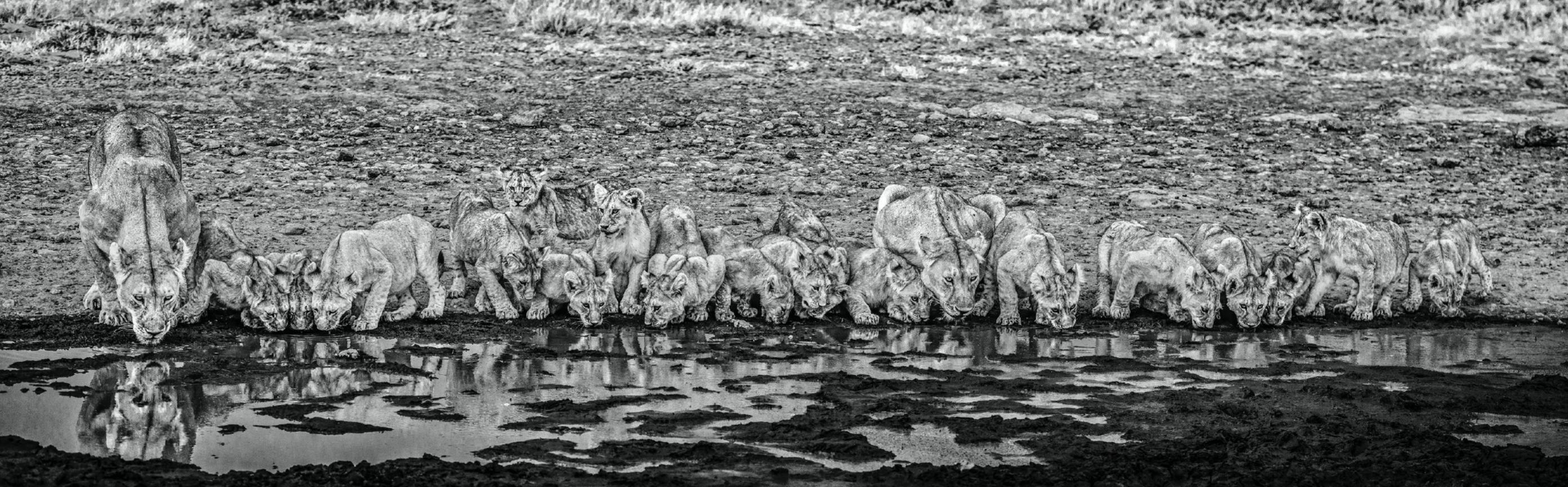 David Yarrow Black and White Photograph - One for the Road