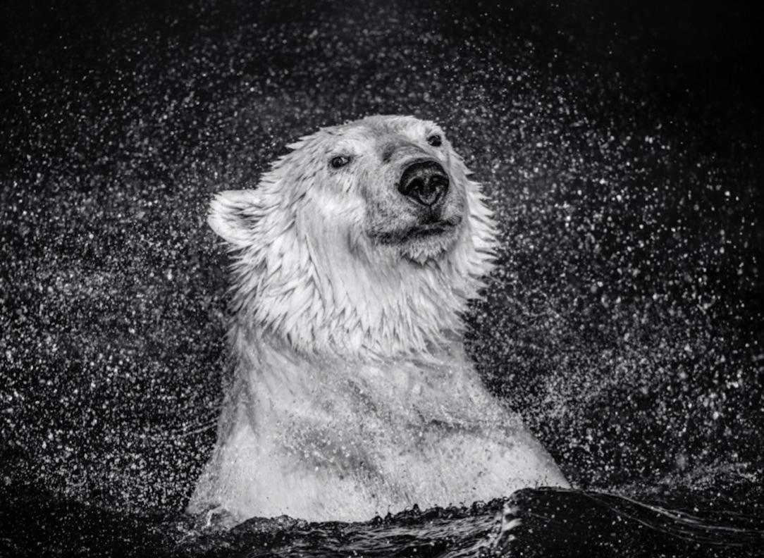 David Yarrow Black and White Photograph - Open Water