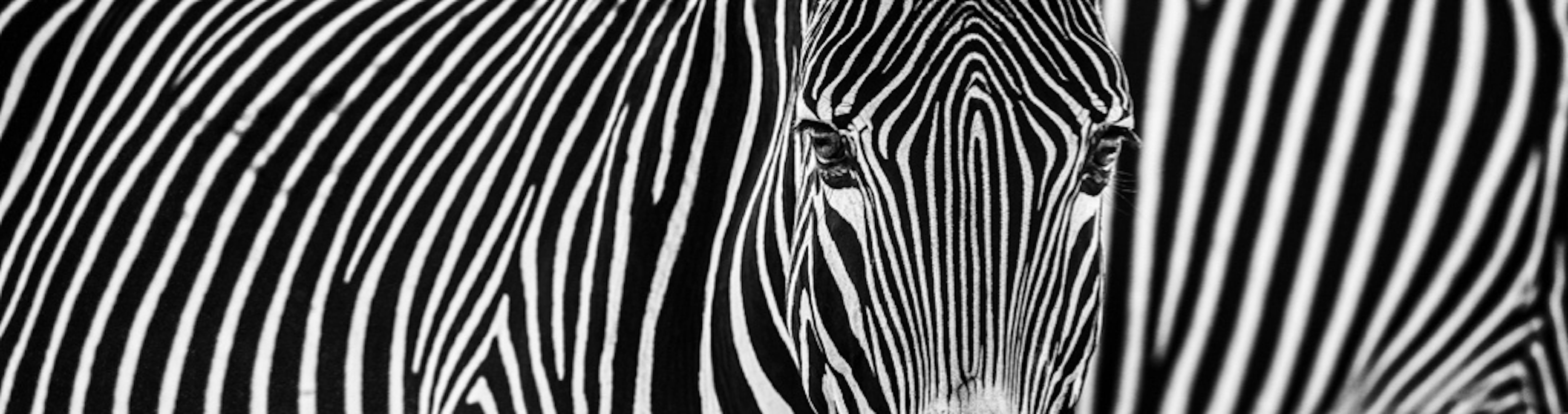 David Yarrow Black and White Photograph - Parallel Lines 