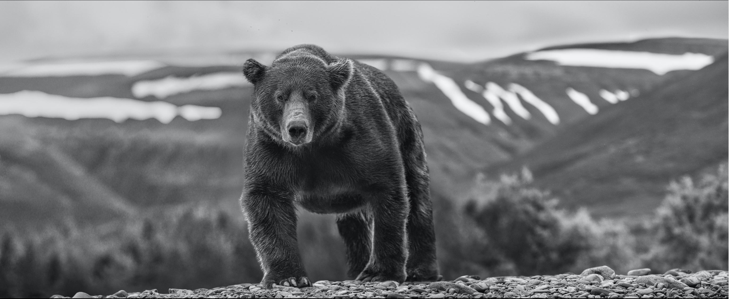 David Yarrow Animal Print – Beach aus Kieselstein