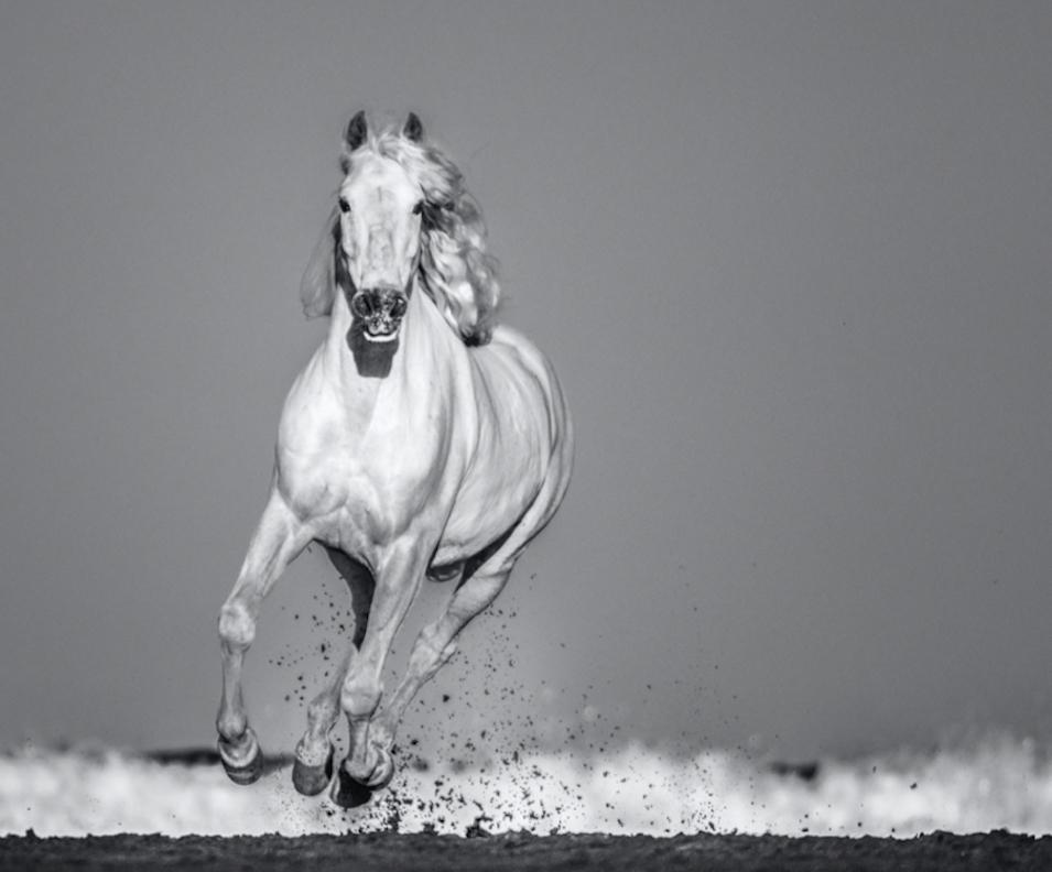 David Yarrow Black and White Photograph - Pegasus