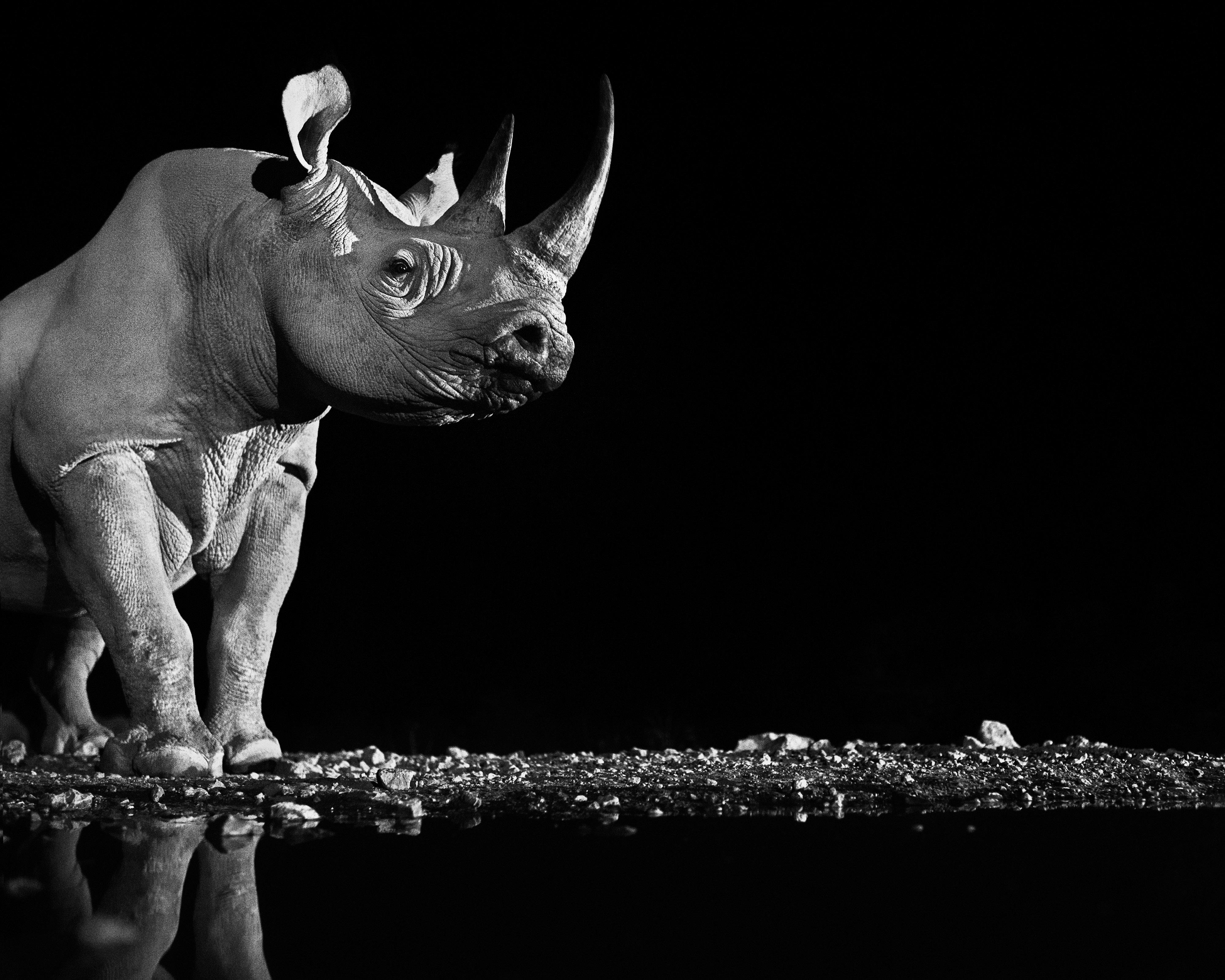 Précieux
Ongava, Namibie - 2013

Impression pigmentaire d'archives sur papier baryté Hahnemühle Photo Rag 315 g/m². 

Taille de l'édition : 12

Tailles disponibles :

Standard 
Taille de l'image : 37" x 46"
Encadré Taille : 52" x 62"

Large 
Taille