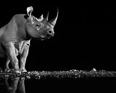 Precious, Ongava, Namibia von David Yarrow - Contemporary Wildlife Photography