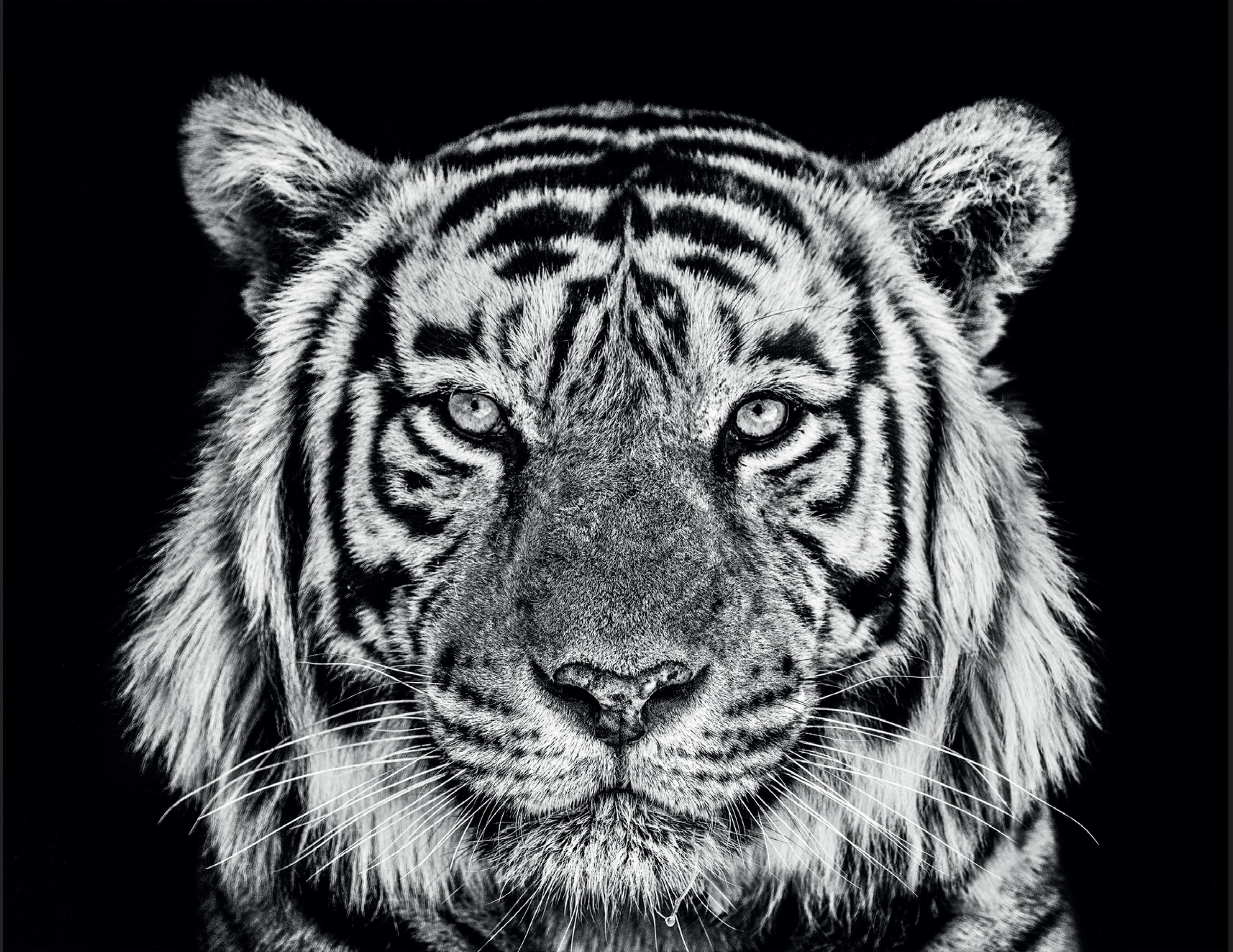 David Yarrow Black and White Photograph - Rajasthan