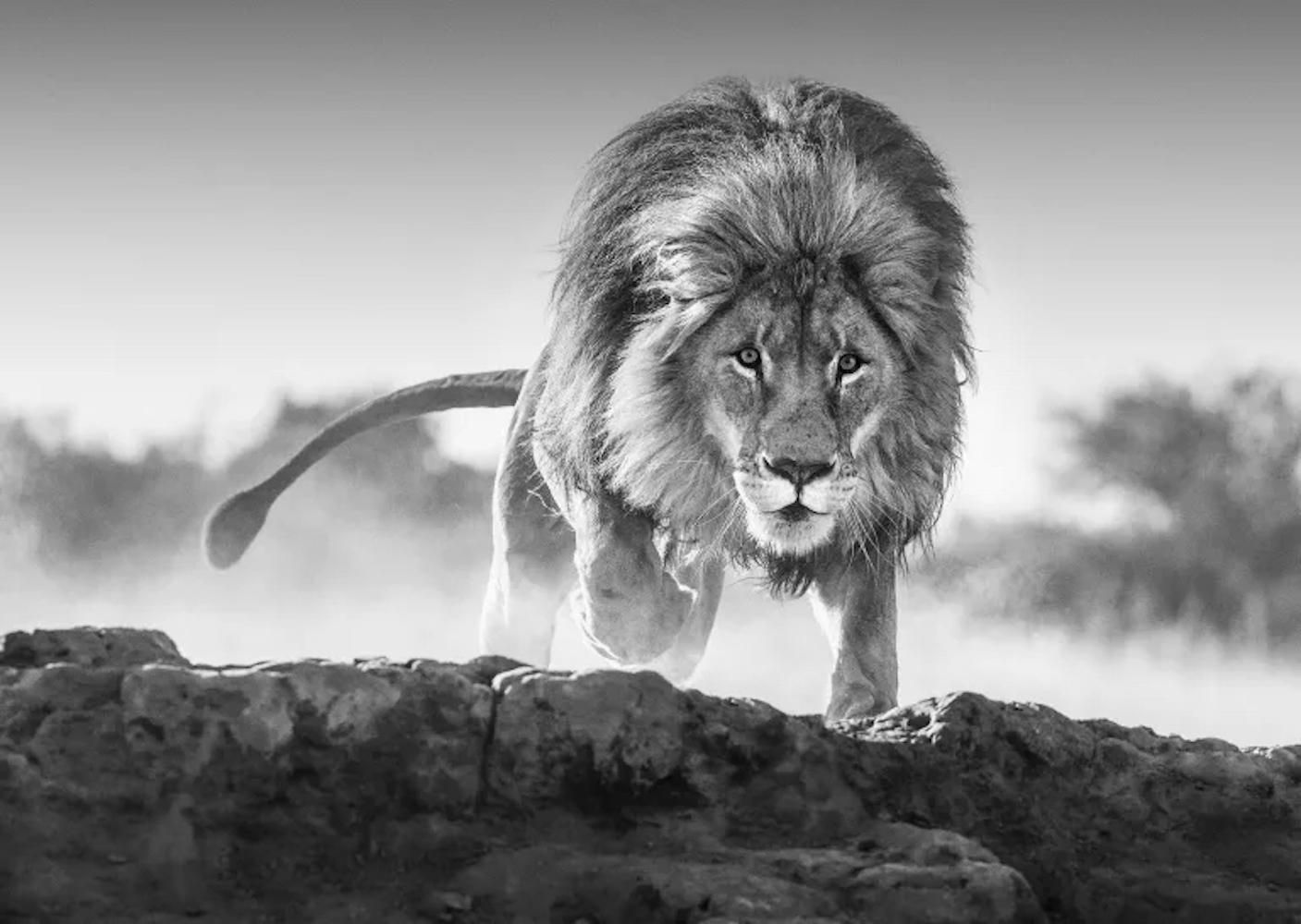 Relentless - Photograph by David Yarrow