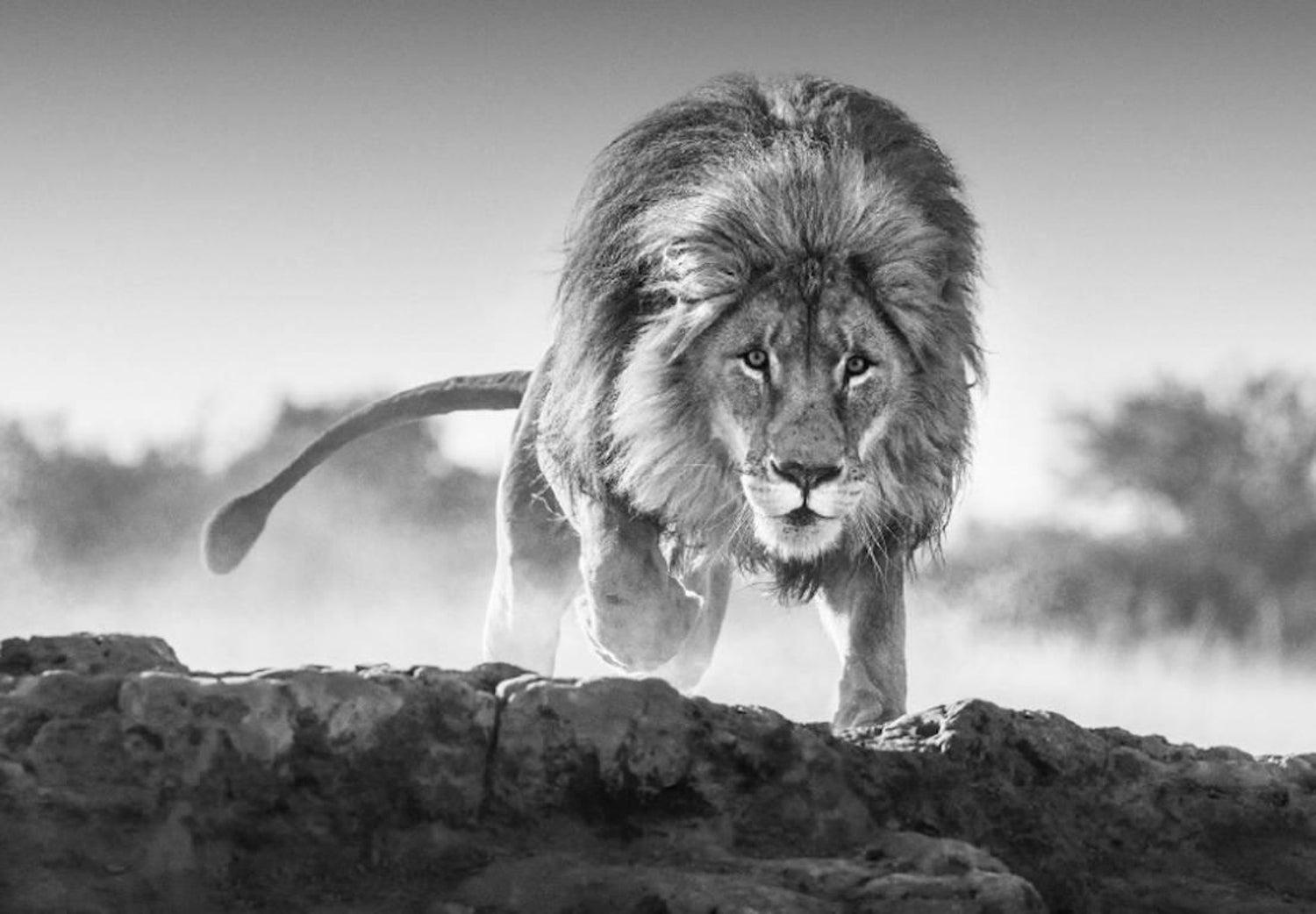 Unerbittlich
Südafrika - 2017

Größen:

Groß - Auflage: 12
Ungerahmt 56" x 79"
Gerahmt 71" x 94"

Verfügbare Größen:

Standard:  48 x 68 Zoll
Groß:  67 x 97 Zoll

Alle Abzüge werden auf 315 g/m² Hahnemühle Barytpapier gedruckt und nach der
