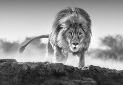 Relentless, South Africa by David Yarrow - Contemporary Wildlife Photography