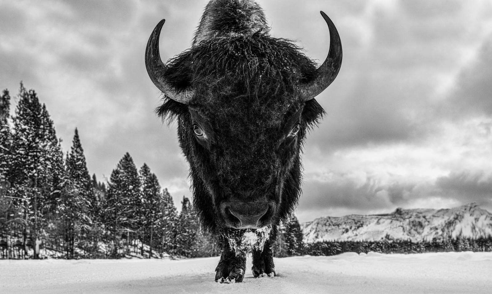 Road Rage (B&W)
Yellowstone National Park – 2026

Archival Pigment Print

AVAILABLE SIZES:

Standard
Edition of 12 + 3 APs
Image Size: 37" x 62" (94 x 157.5 cm)
Framed Image: 52" x 77" (132.1 x 195.6 cm)

Large
Edition of 12 + 3 APs
Image Size: 56"