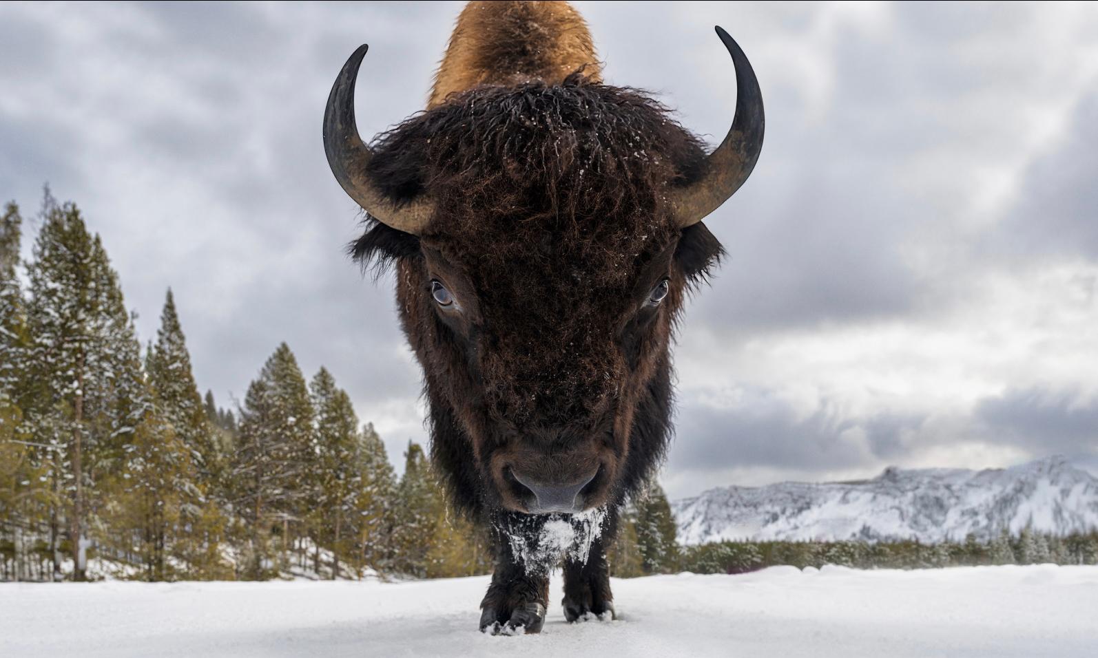 Road Rage (Colour) by David Yarrow - Wildlife Photography - New Release - Bison