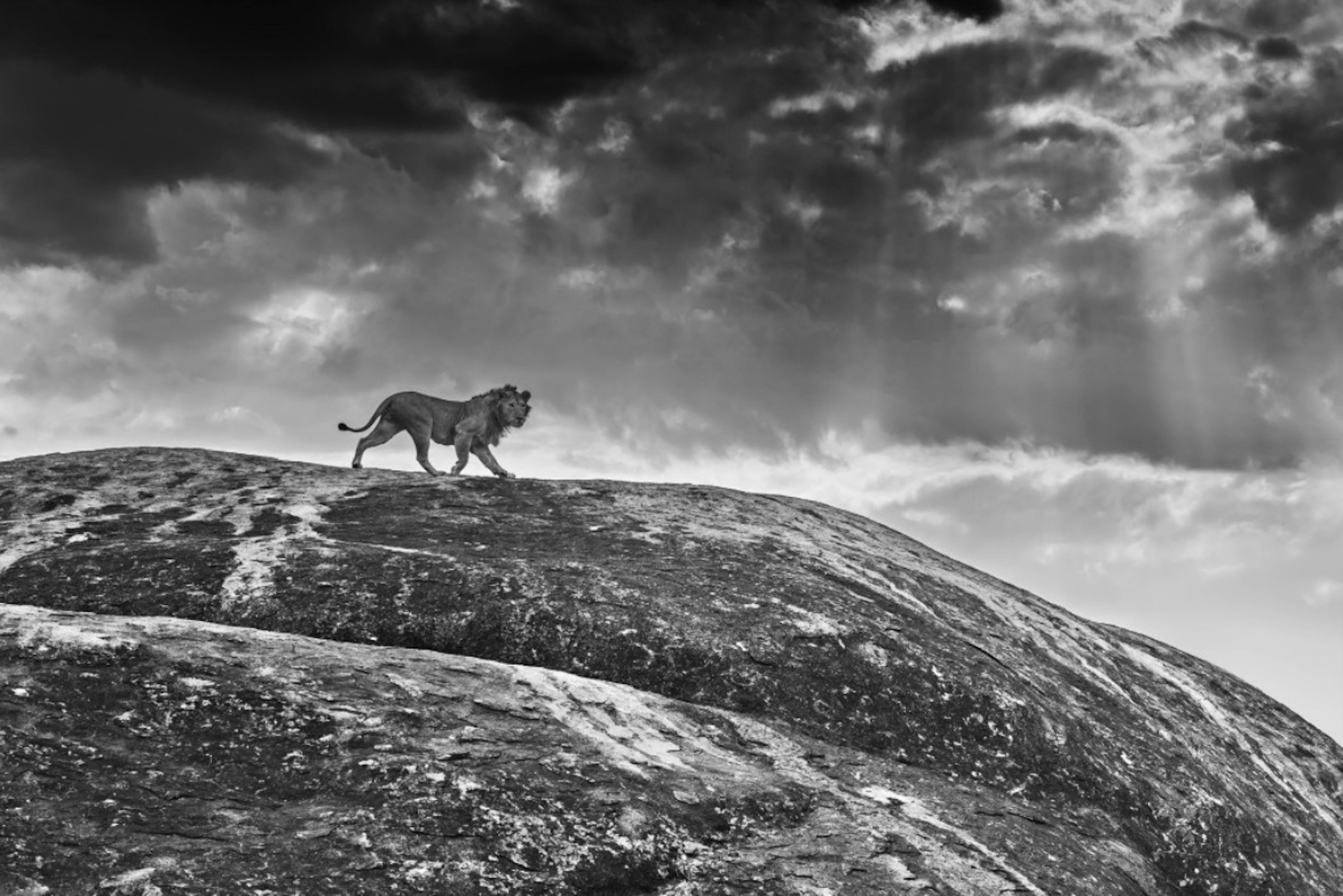 David Yarrow Black and White Photograph - Rock Star