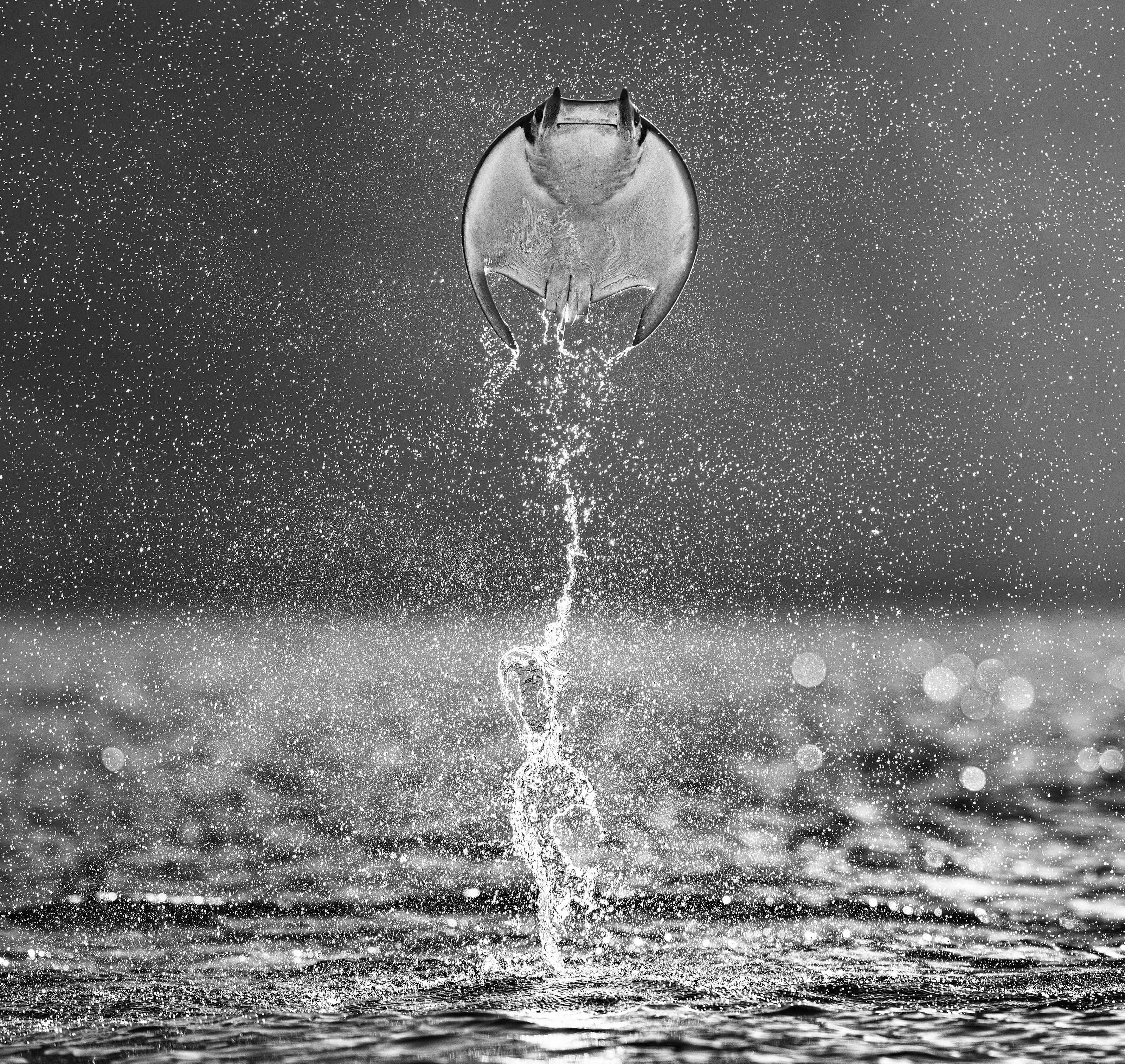 Rocket Man
La Paz, Mexico - 2021

Archival Pigment Print on 315gsm Hahnemühle Photo Rag Baryta Paper 

Edition Size: 12

Available sizes:

Standard 
Image Size: 37" x 39"
Framed Size: 52" x 54"

Large 
Image Size: 56" x 59"
Framed Size: 71" x