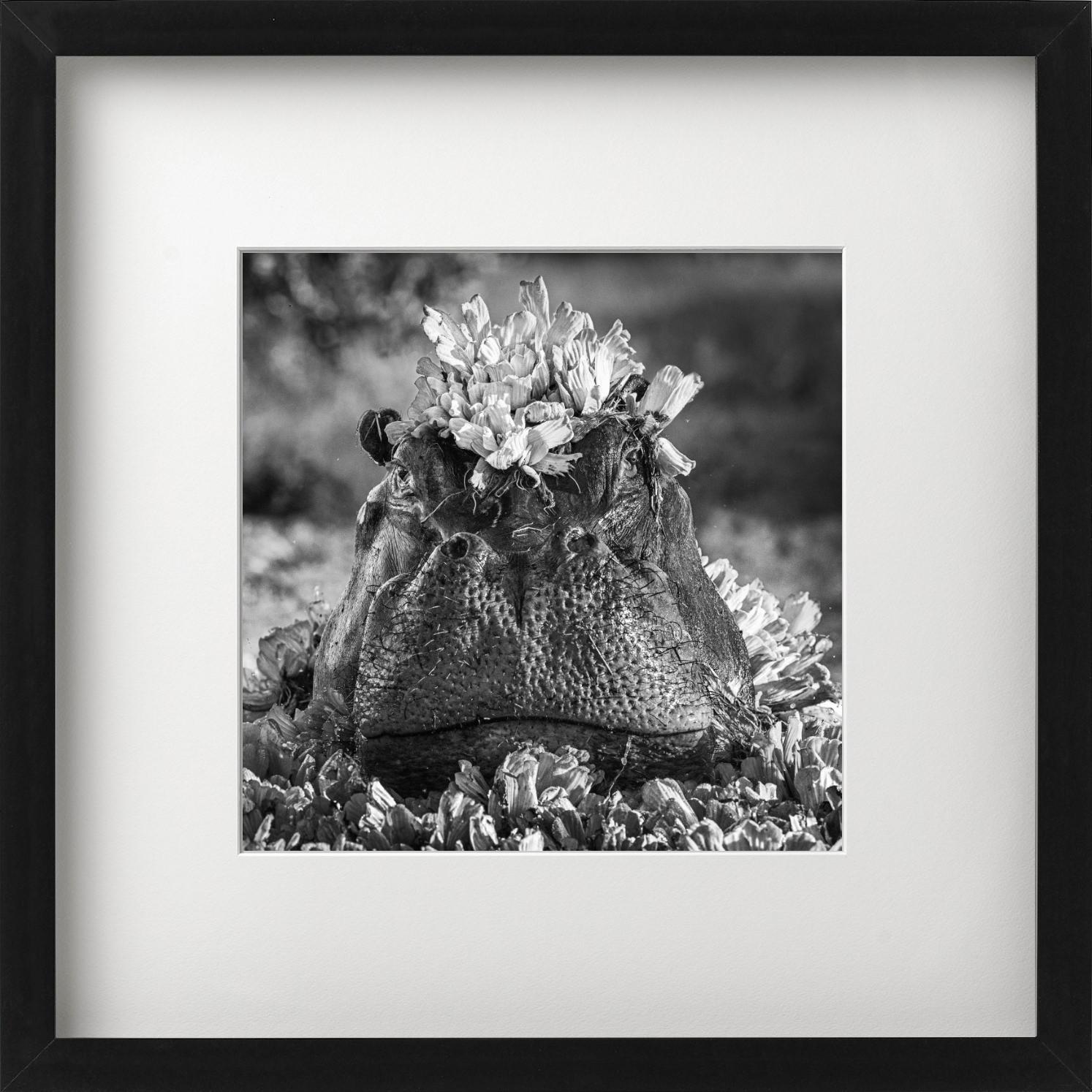 Un majestuoso hipopótamo saliendo del agua, cubierto de pétalos fotografiado por David Yarrow.

Todas las impresiones son de edición limitada. Disponible en varios tamaños. Enmarcado de alta gama a petición.

Todas las impresiones están hechas y
