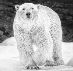 Rush, Svalbard, Norway by David Yarrow - Contemporary Wildlife Photography