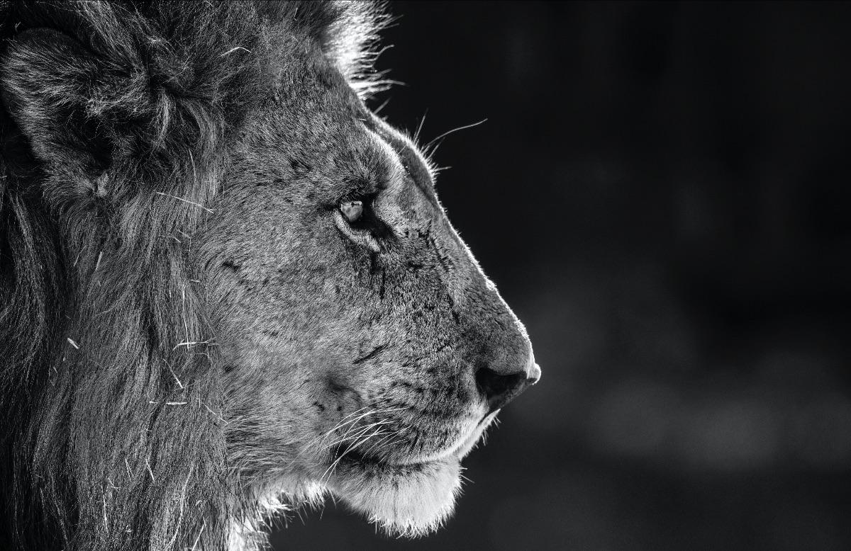 Black and White Photograph de David Yarrow - Savute