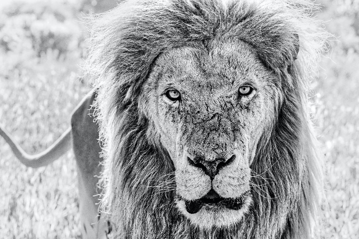 David Yarrow Black and White Photograph - Scarface