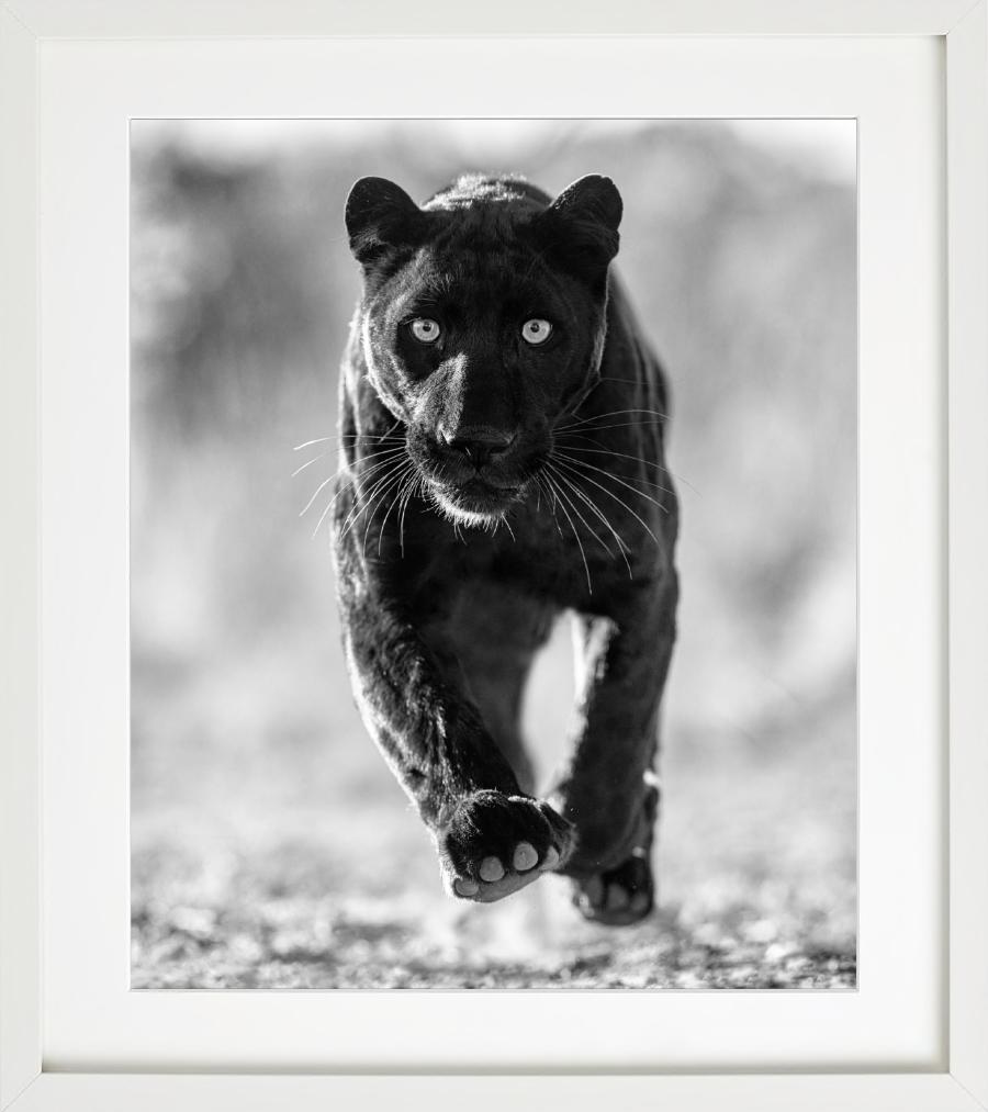 'Sex Panther' - wild cat running towards the camera, fine art photography, 2023 - Photograph by David Yarrow