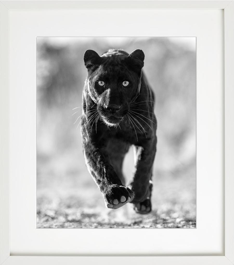 'Sex Panther' - wild cat running towards the camera, fine art photography, 2023 - Gray Black and White Photograph by David Yarrow