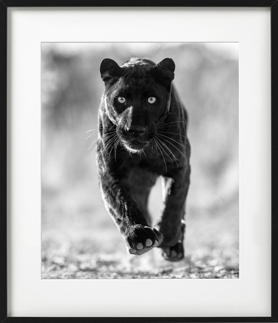 'Sex Panther' - wild cat running towards the camera, fine art photography, 2023 For Sale 2