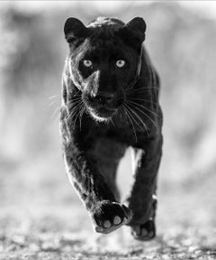 Used 'Sex Panther' - wild cat running towards the camera, fine art photography, 2023