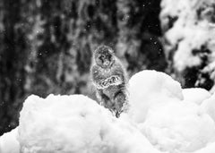 Shackleton, Japan by David Yarrow - Contemporary Wildlife Photography