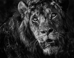 Simba di David Yarrow - Fotografia contemporanea di animali selvatici - Leone