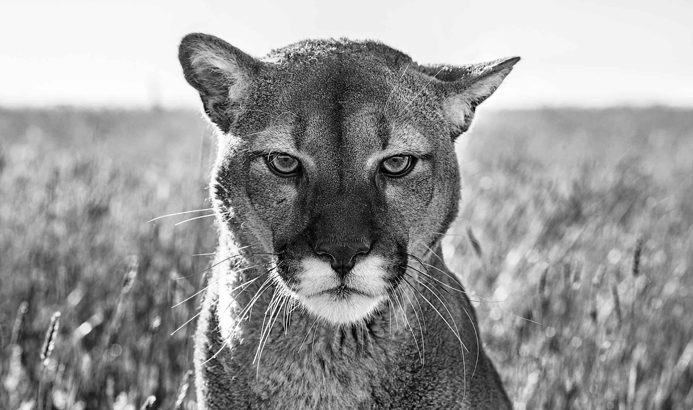 David Yarrow Black and White Photograph - Smokey the Mountain Lion
