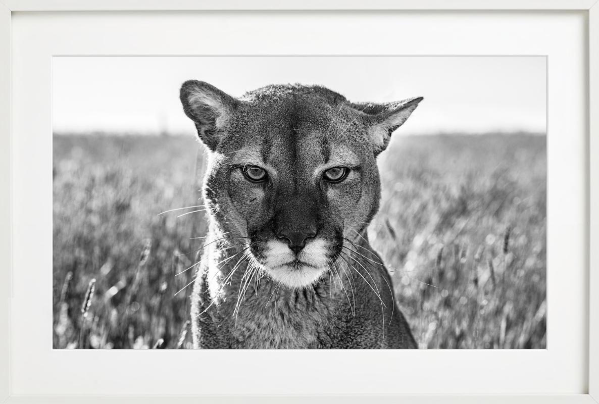 Smokey El León de Montaña - Retrato de un León de Montaña, Fotografía artística en venta 5
