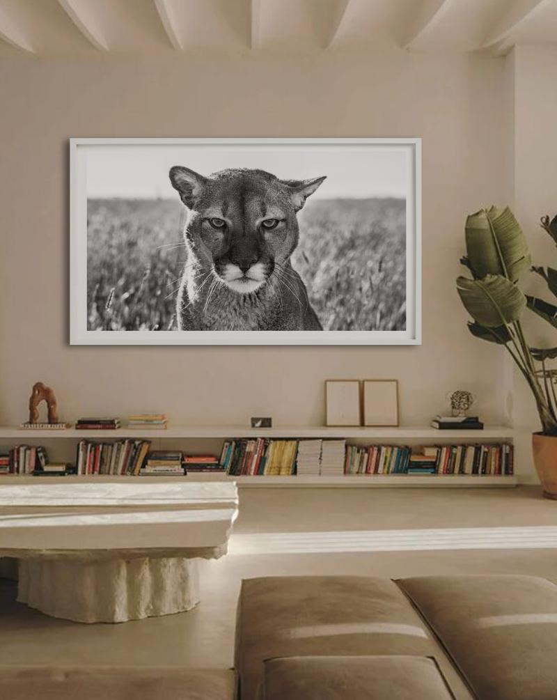 Smokey El León de Montaña - Retrato de un León de Montaña, Fotografía artística - Photograph de David Yarrow