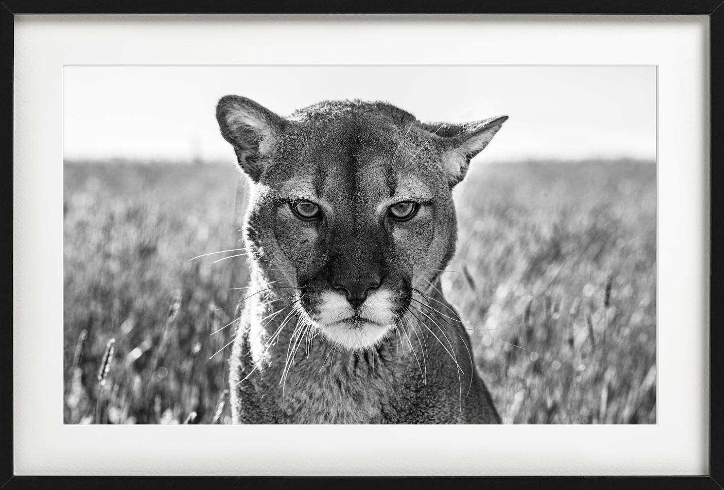 Smokey El León de Montaña - Retrato de un León de Montaña, Fotografía artística - Photograph Contemporáneo de David Yarrow