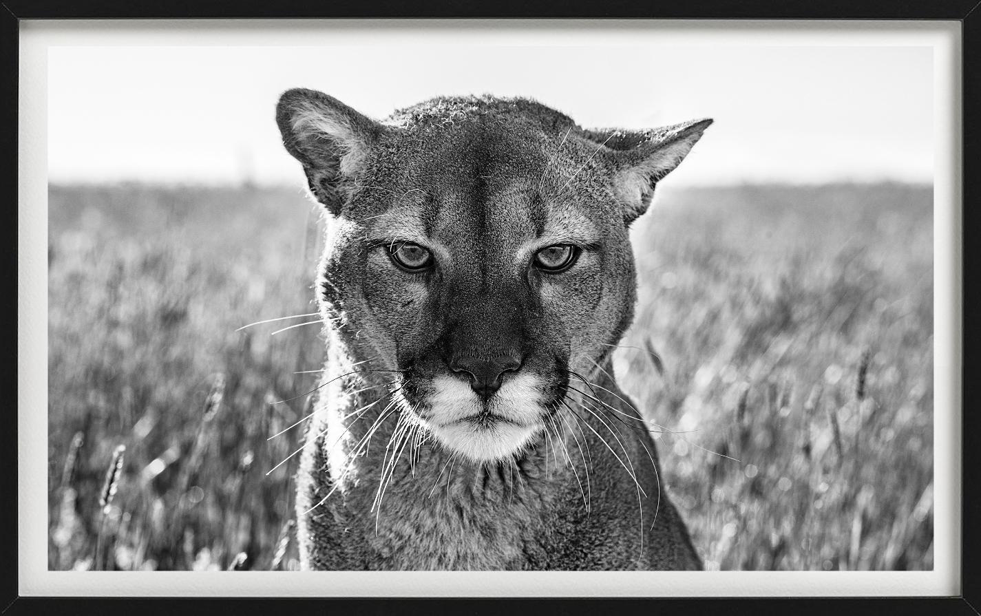 Smokey El León de Montaña - Retrato de un León de Montaña, Fotografía artística - Figurative Photograph Gris de David Yarrow