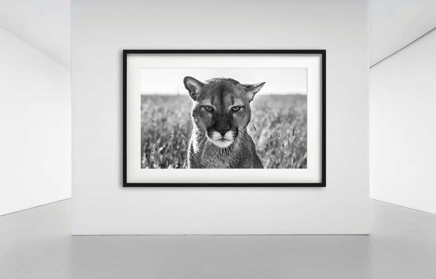 Smokey el puma, un divertido primer plano Retrato de un puma, fotografiado en blanco y negro, fue capturado por David Yarrow.  

Todas las impresiones son de edición limitada. Disponible en varios tamaños. Enmarcado de alta gama a petición.

Todas