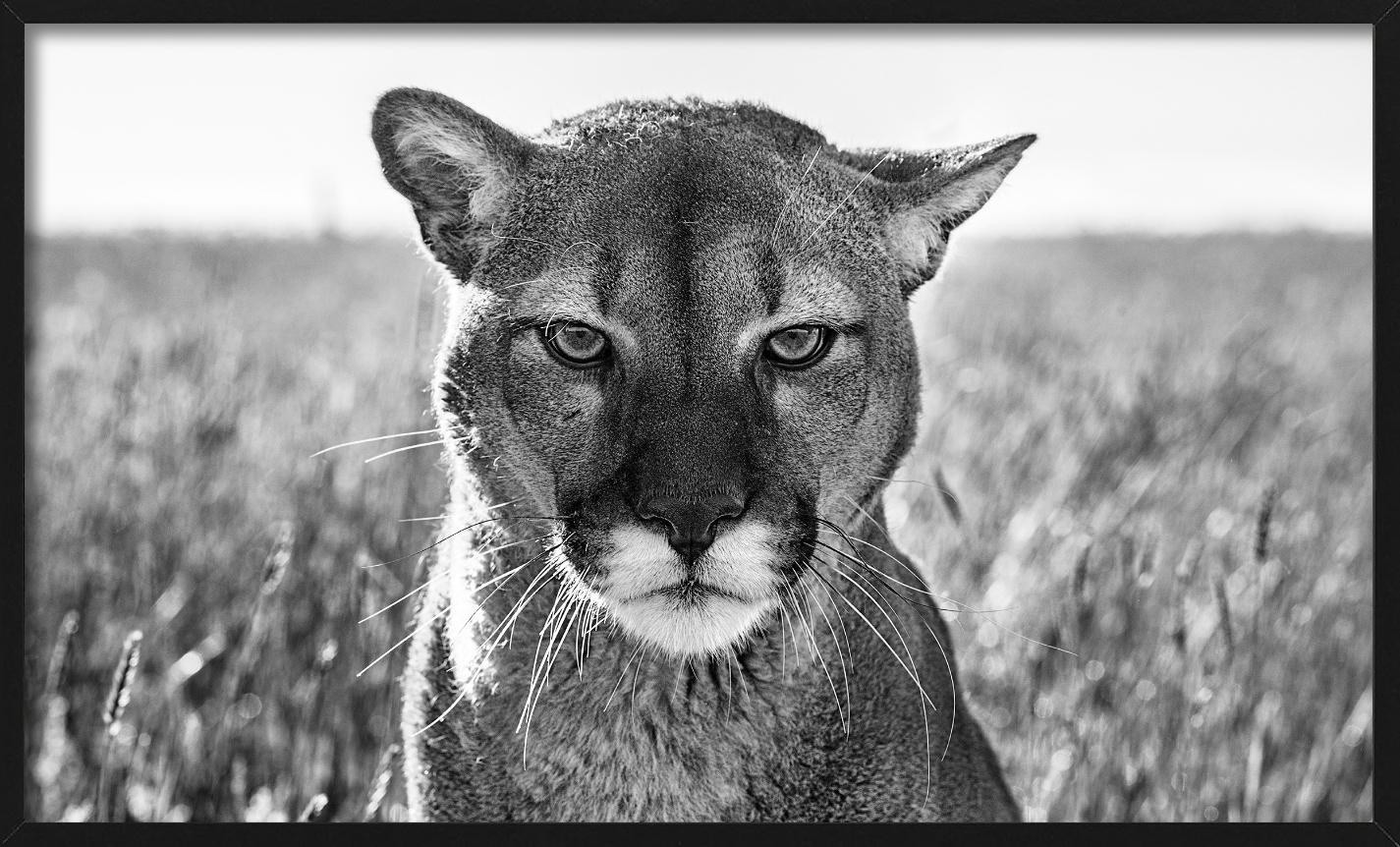 Smokey El León de Montaña - Retrato de un León de Montaña, Fotografía artística en venta 1