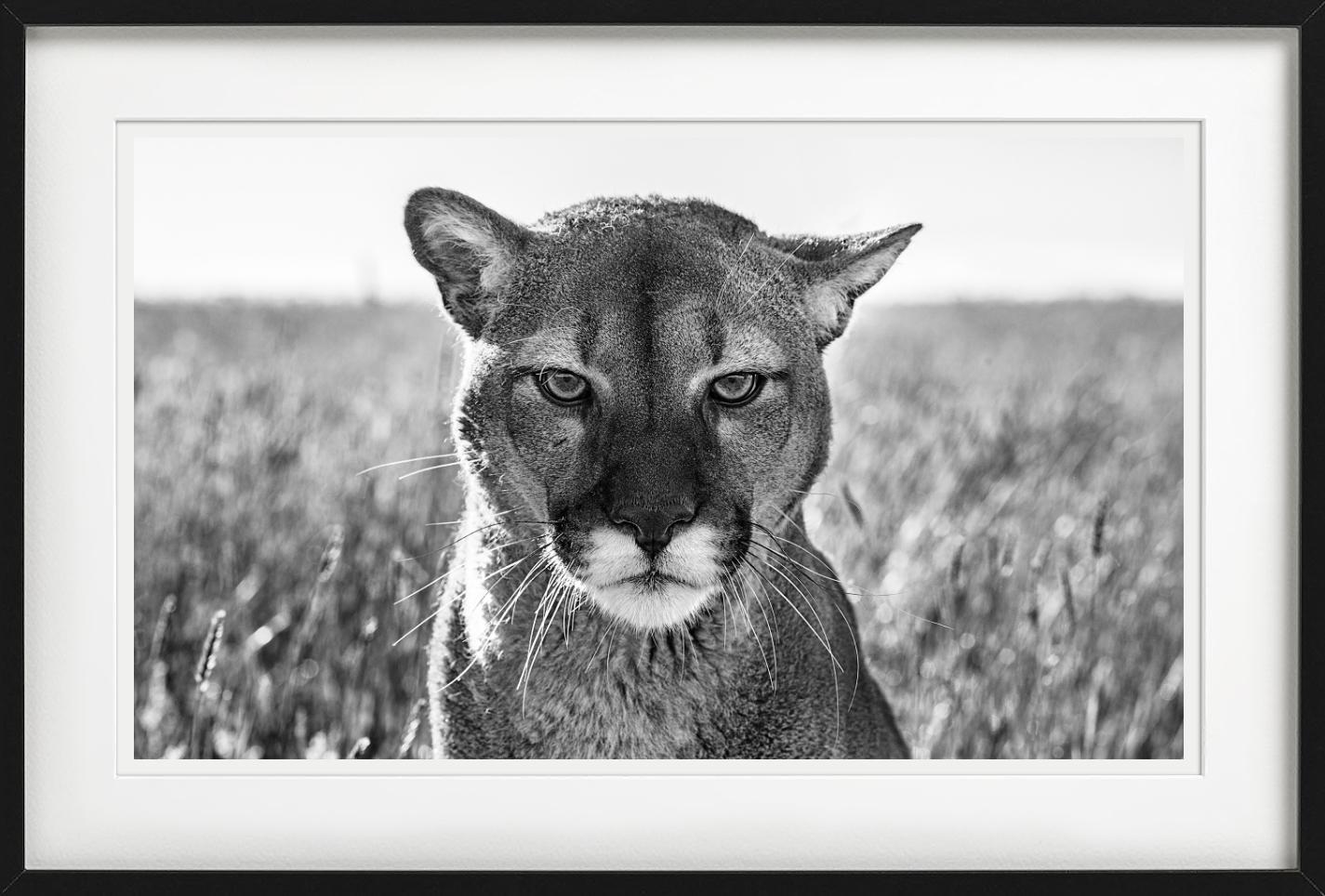 Smokey El León de Montaña - Retrato de un León de Montaña, Fotografía artística en venta 2