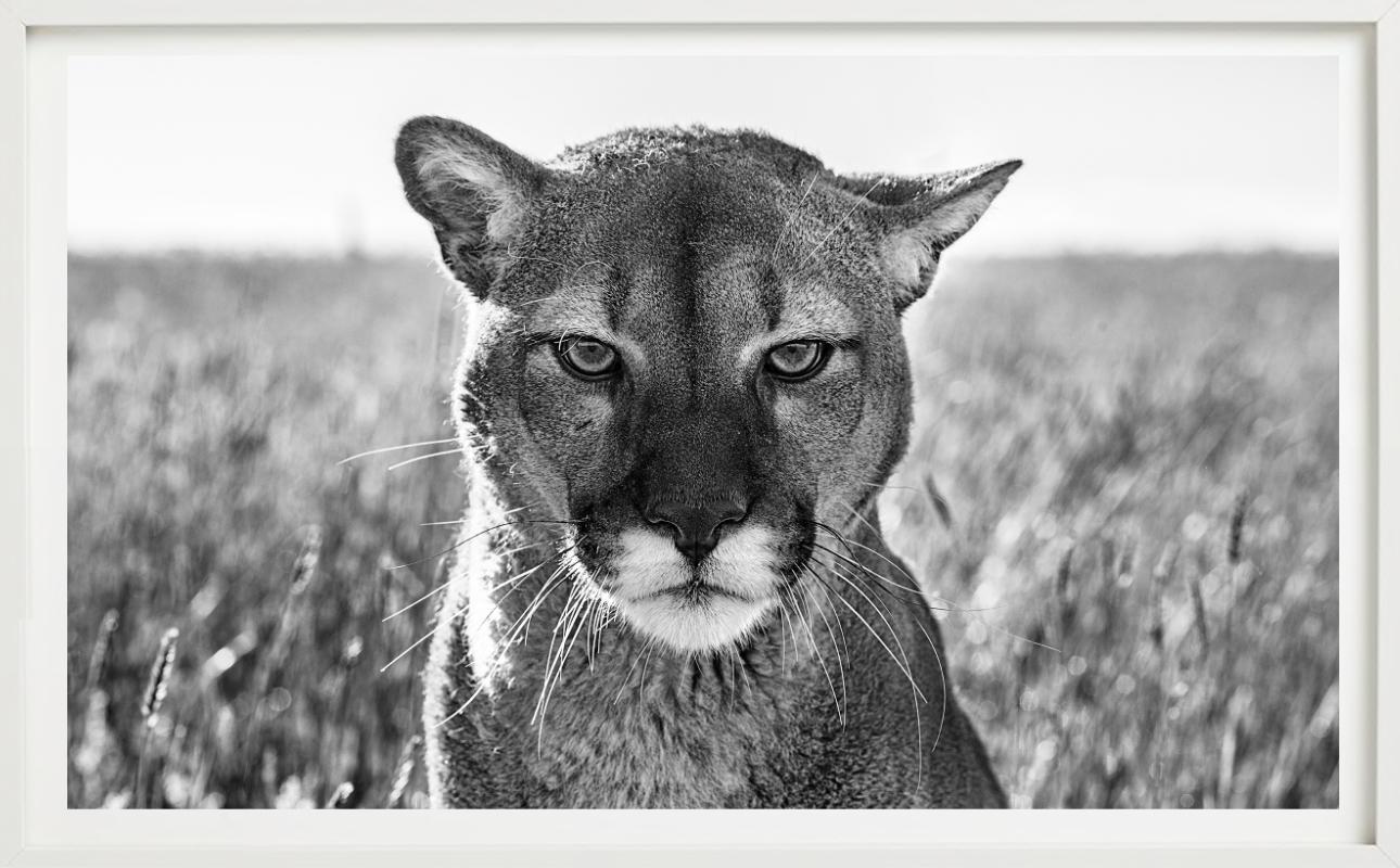 Smokey El León de Montaña - Retrato de un León de Montaña, Fotografía artística en venta 3