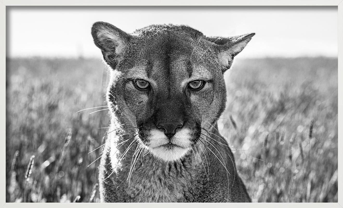 Smokey El León de Montaña - Retrato de un León de Montaña, Fotografía artística en venta 4