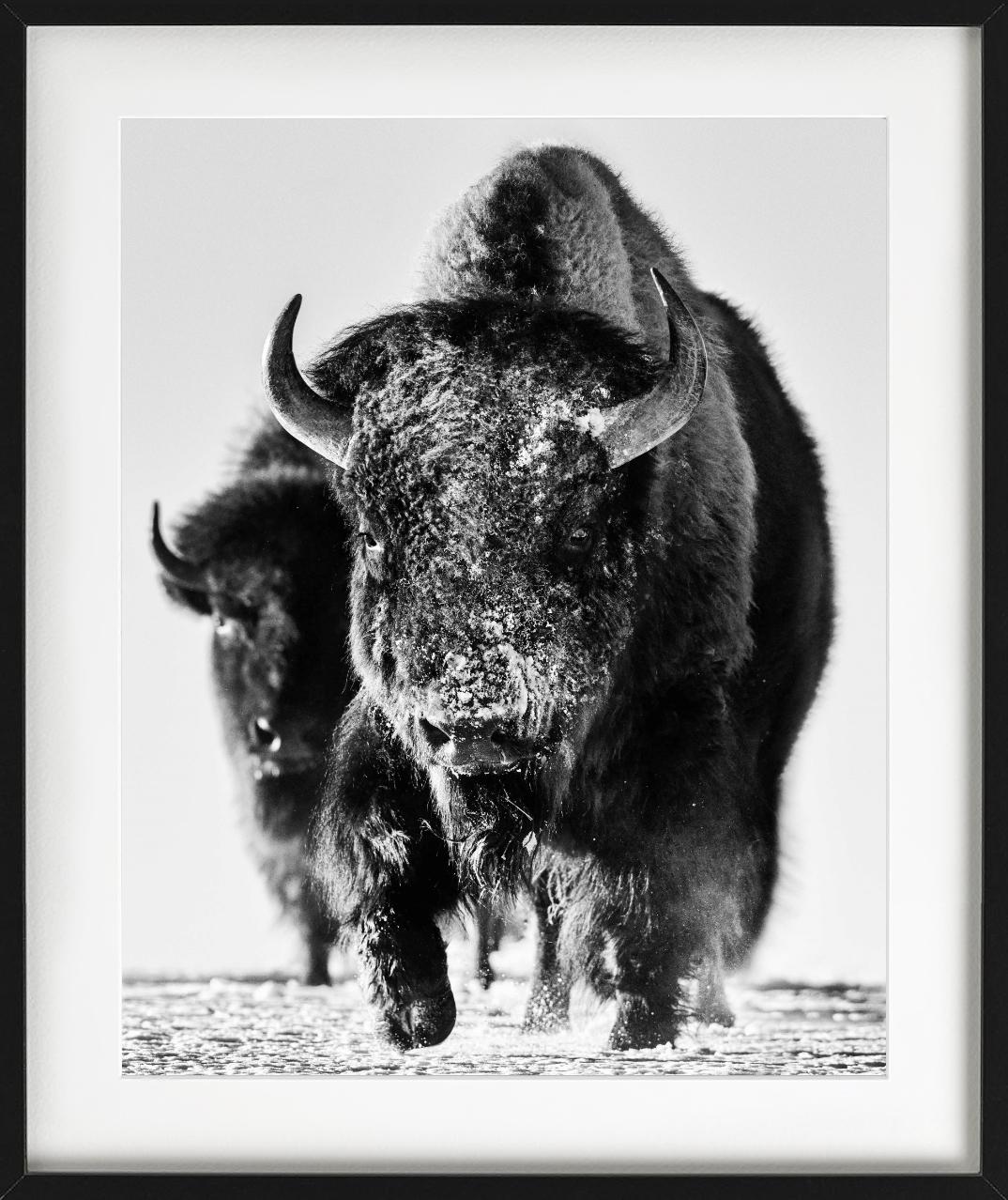 Mostro della neve, Bisonte nella neve, Bianco e nero, Fotografia Fine Art - Photograph di David Yarrow