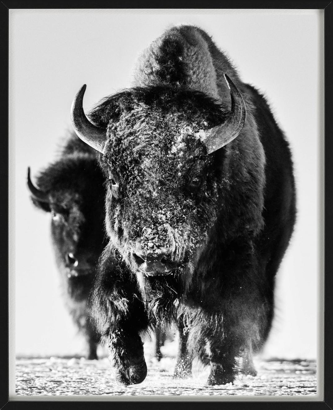 Mostro della neve, Bisonte nella neve, Bianco e nero, Fotografia Fine Art - Photograph Contemporaneo di David Yarrow