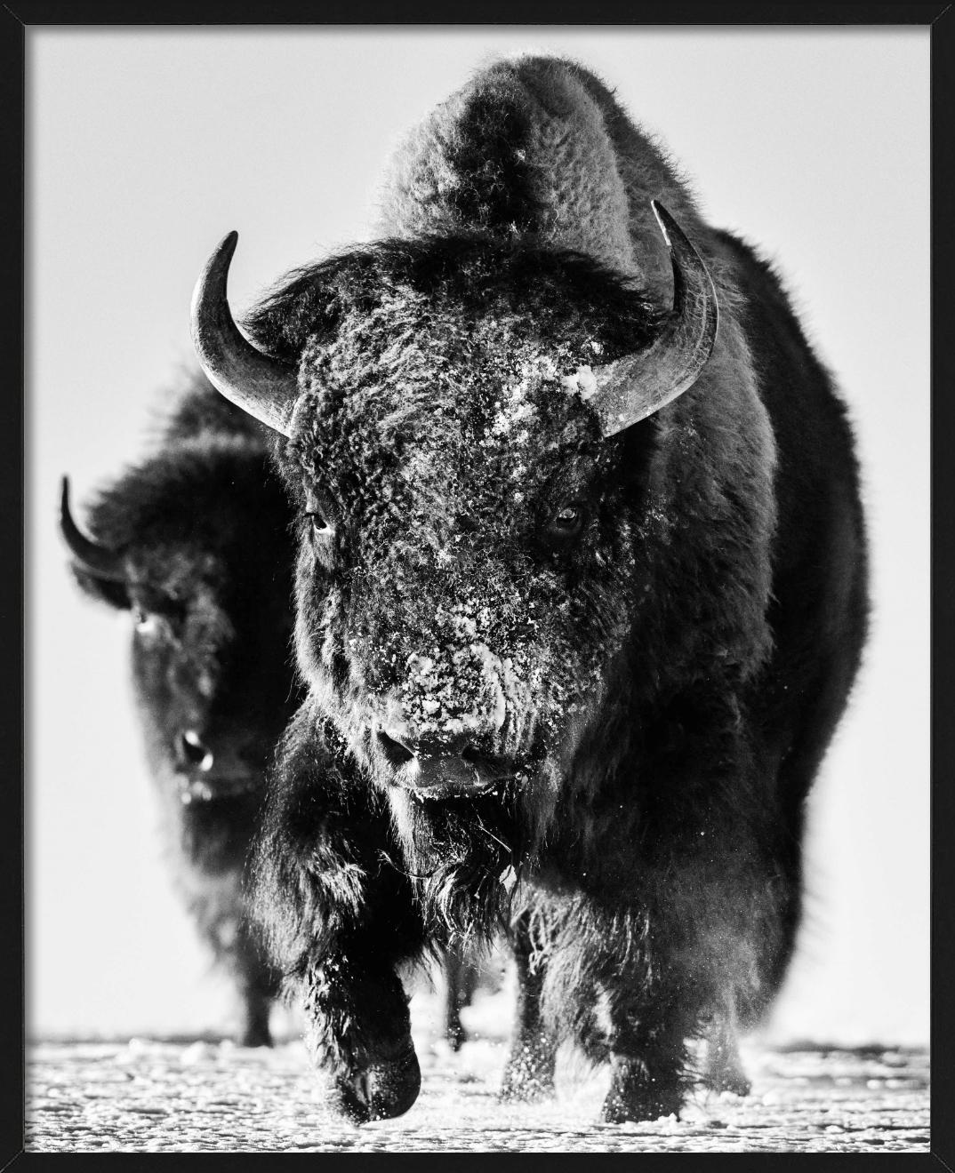 Mostro della neve, Bisonte nella neve, Bianco e nero, Fotografia Fine Art - Figurative Photograph Nero di David Yarrow