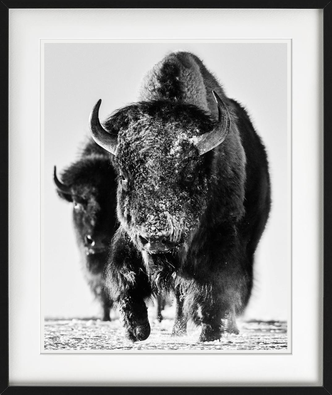 Immagine in bianco e nero di una coppia di bisonti che vagano nella neve fotografata da David Yarrow.

Tutte le stampe sono in edizione limitata. Disponibile in più misure. Cornici di alto livello su richiesta.

Tutte le stampe sono realizzate e