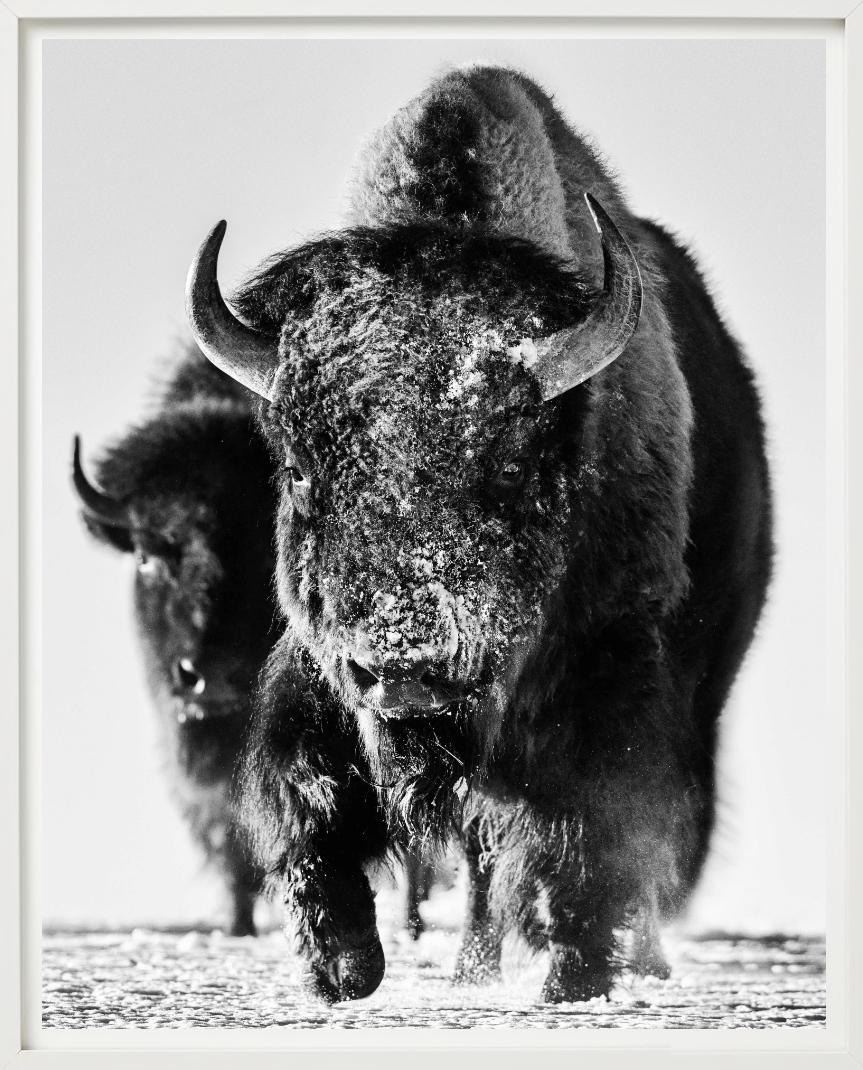 Mostro della neve, Bisonte nella neve, Bianco e nero, Fotografia Fine Art in vendita 1